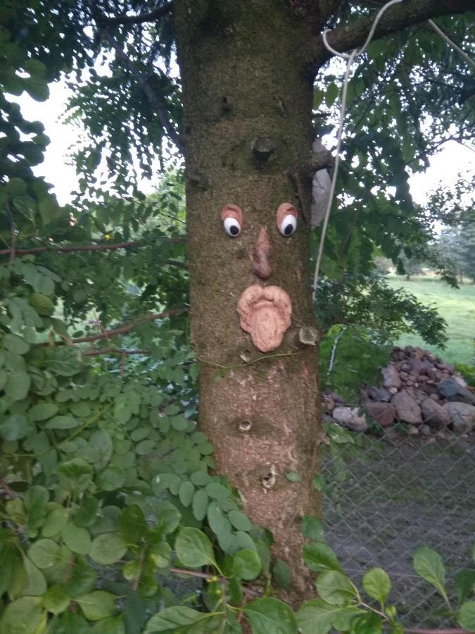 W Starej Szkole - *